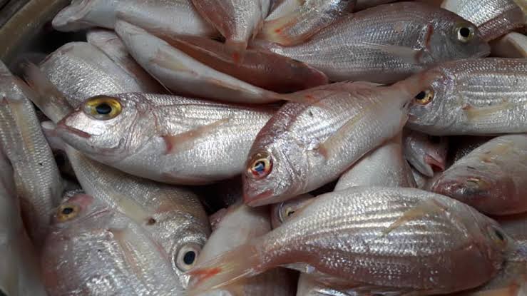 تقرير شامل عن المرجان (ممتاز) في المنافذ التابعة لوزارة الزراعة اليوم 2025-12-11